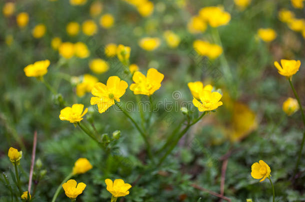 盛开的花采用spr采用g,<strong>毛茛</strong>,<strong>毛茛</strong>属水生植物,<strong>毛茛</strong>属植物