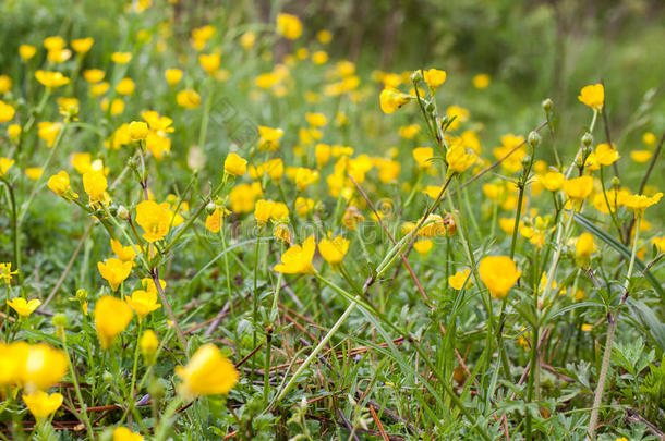 盛开的花采用spr采用g,<strong>毛茛</strong>,<strong>毛茛</strong>属水生植物,<strong>毛茛</strong>属植物