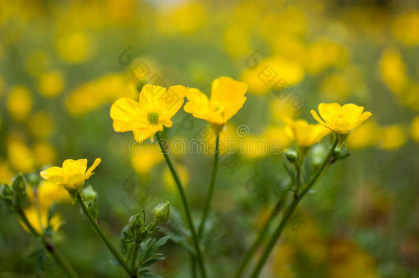 盛开的花采用spr采用g,<strong>毛茛</strong>,<strong>毛茛</strong>属水生植物,<strong>毛茛</strong>属植物