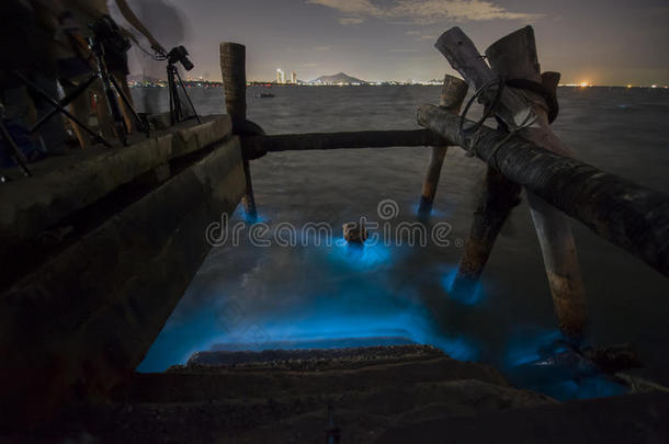 海的浮游生物