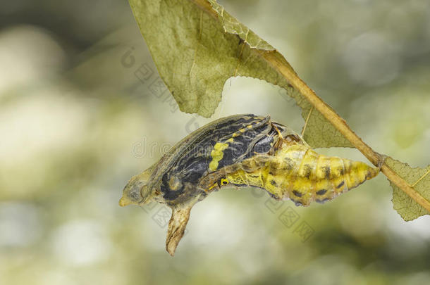 成熟的<strong>蛹蛹</strong>关于有带的燕尾状物蝴蝶帕比利。