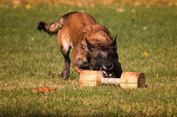 玛伦牧羊犬<strong>遵守</strong>使工作