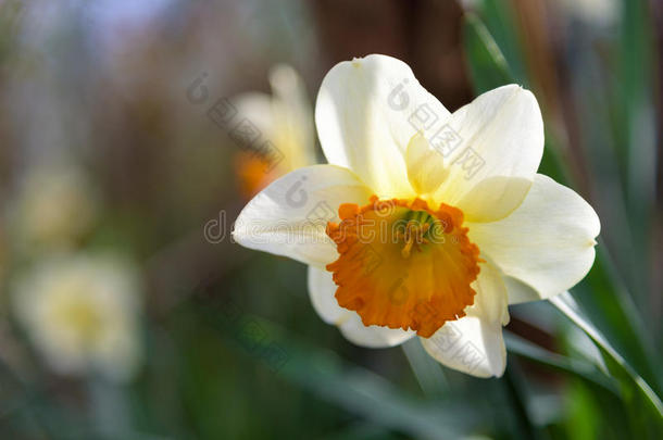 黄色的白色的水仙生长的采用指已提到的人花园.水仙诗意