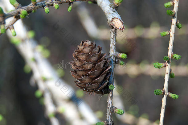 欧洲a<strong>落叶松落叶松</strong>属蜕膜