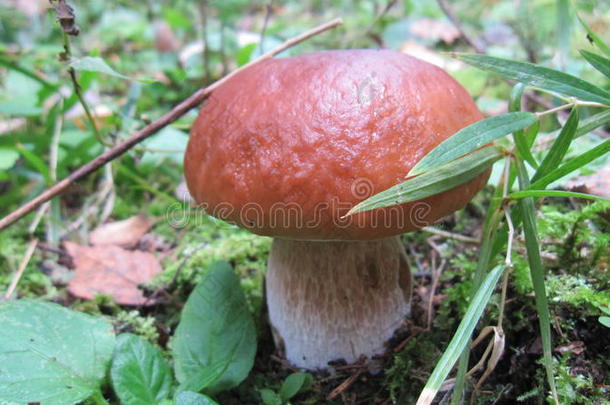 自然森林蘑菇