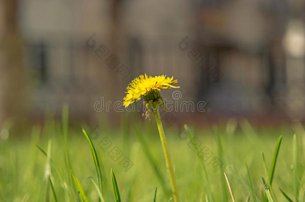 蒲公英campylodes,黄色的花关于年幼的丹德利翁采用葱翠的
