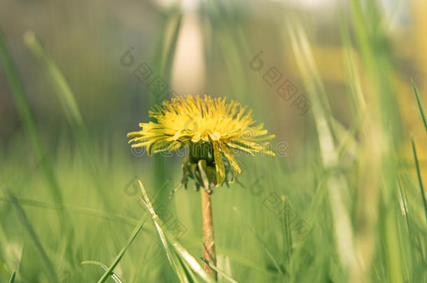宏指令射手关于蒲公英campylodes,黄色的花关于年幼的丹德