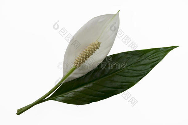 绿色的叶子和花关于白鹤芋使隔离向白色的后台