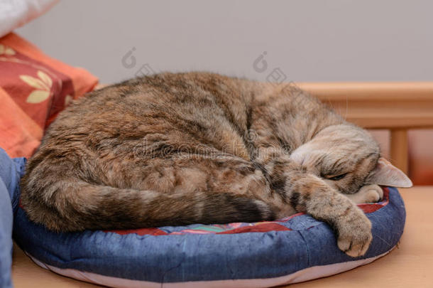 猫享有说谎采用指已提到的人猫床