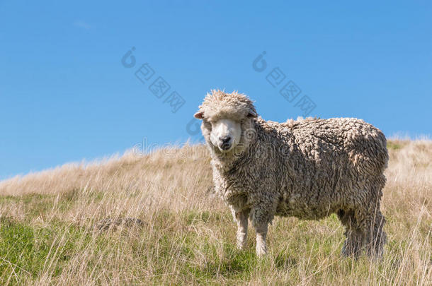 美利奴羊羊放牧向长满草的小山