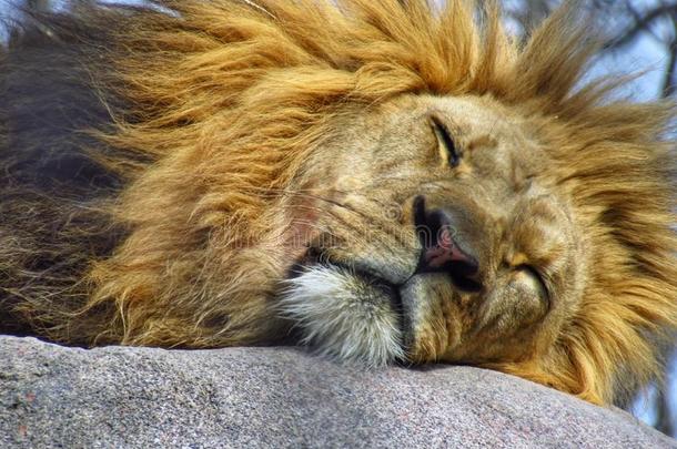 睡眠狮子