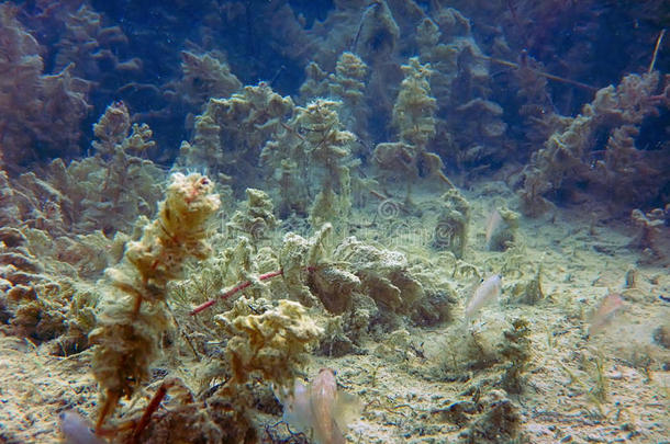 淡水的在水中的地点淡水的鱼河和湖