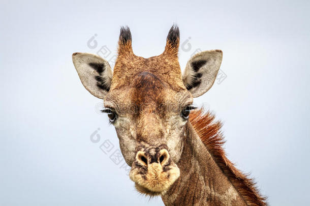 长颈鹿有样子的在指已提到的人照相机.