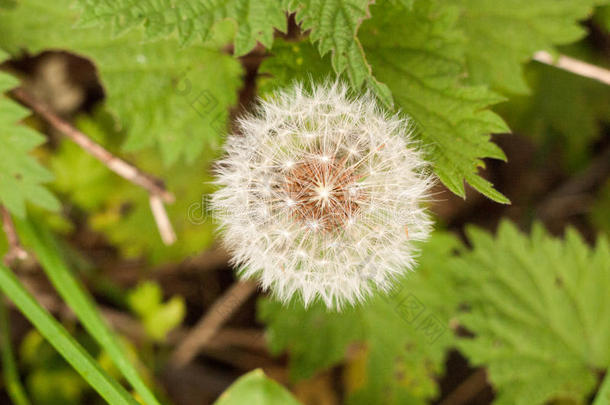 蒲公英.蒲公英绒毛.蒲公英安静的抽象的特写镜头