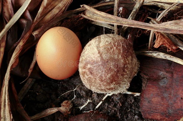 满的-成年的竹子蘑菇<strong>比较</strong>的和鸡蛋-<strong>大小</strong>0
