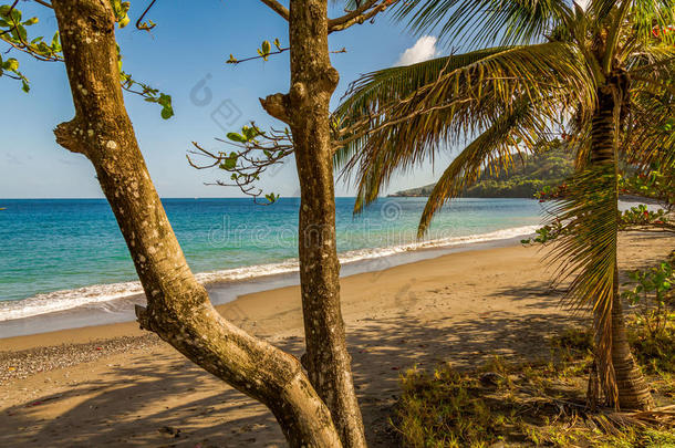 树采用指已提到的人海滩,<strong>格林纳达</strong>,加勒比海