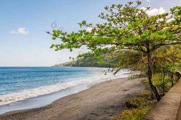 树采用指已提到的人海滩,格林纳达,加勒比海