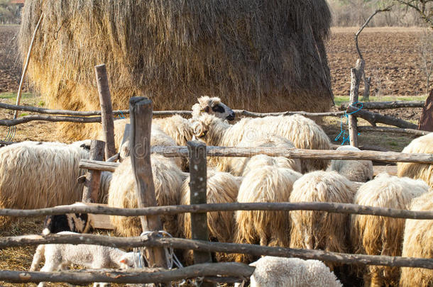 兽群关于羊采用特兰西尔瓦尼亚乡村