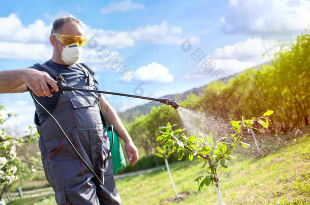 园丁应用一杀虫剂,肥料向他的成果乌辛