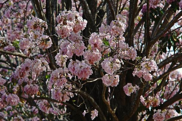 粉红色的喇叭树花盛开的季节