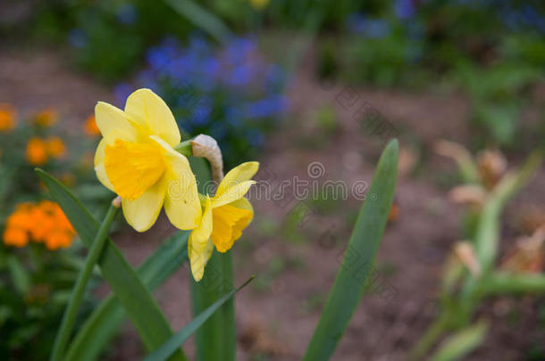 黄色的水仙生长的采用指已提到的人花园.水仙诗意
