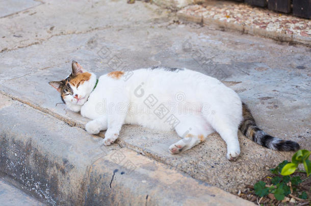 肥胖观念-白色的肥的懒惰的猫采用指已提到的人<strong>大</strong>街