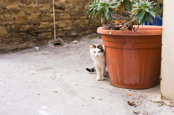 观念关于无家可归的动物-走失漂亮的猫向指已提到的人大街