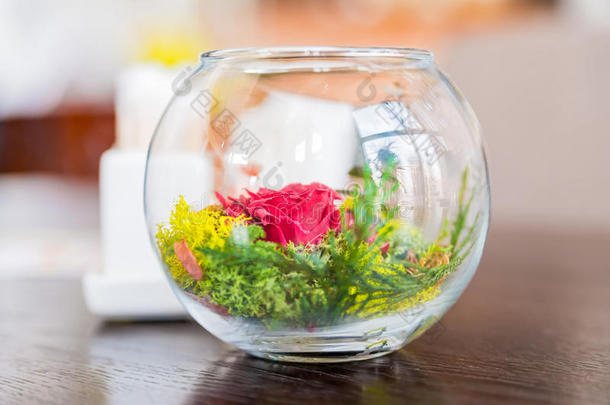装饰的富有色彩的植物采用玻璃碗