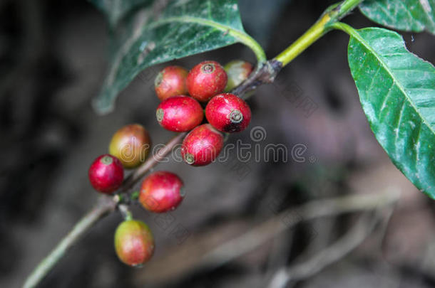 生长的咖啡豆樱桃