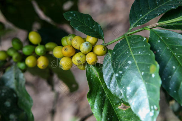 生长的咖啡豆樱桃