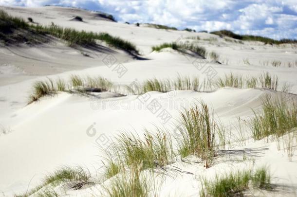 死去的沙沙丘和草