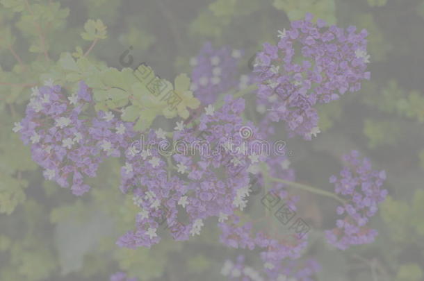 已褪色的背景,小的紫色的和白色的灌木花