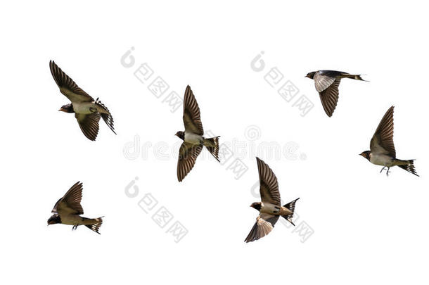 许多鸟乡村的黑的燕子飘动飞行章向白色的伊索拉