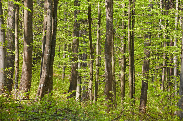 森林关于山毛榉树