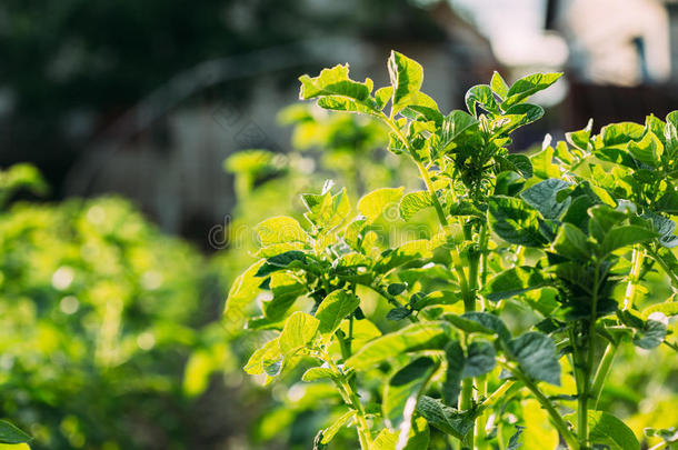 关绿色的<strong>青春</strong>的新芽关于马铃薯植物,茄属植物块茎Greece希腊