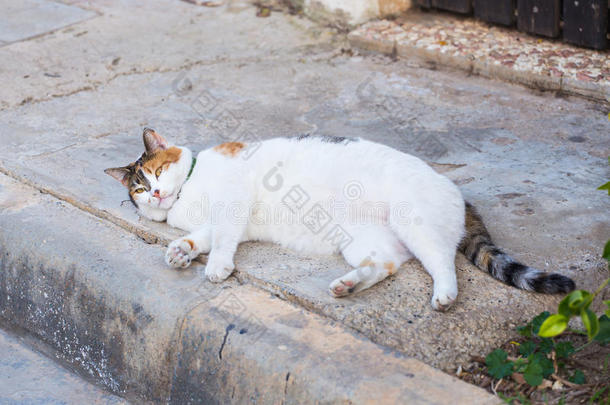 肥胖观念-白色的肥的懒惰的猫采用指已提到的人大街