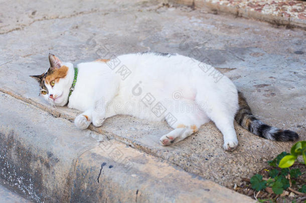 肥胖观念-白色的肥的懒惰的猫采用指已提到的人<strong>大</strong>街