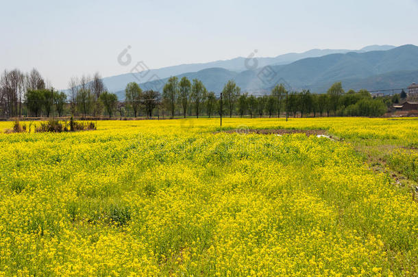 云南云南,中国-毁坏202015:掠夺-花田在沙溪古代的