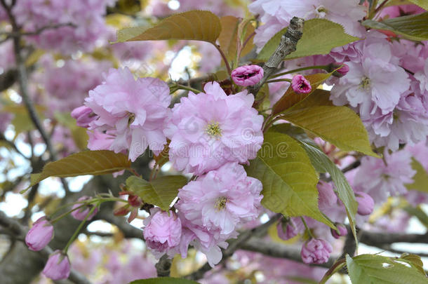 樱桃花树花