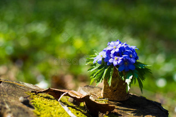地钱属的植物诺比利斯.蓝色森林花