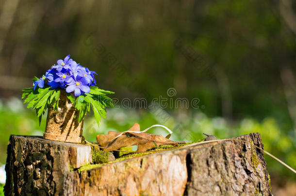 地钱属的植物诺比利斯.蓝色森林花