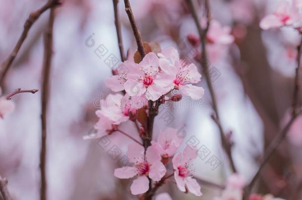 蔷薇科树铈粉红色的花.采用指已提到的人花园.