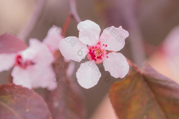 蔷薇科树铈粉红色的花.
