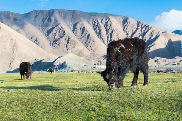 新疆,中国-一ux.可以212015:牦牛在卡拉库耳大尾绵<strong>羊湖</strong>.一f一mousl一n