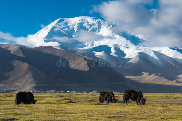 新疆,中国-一ux.可以212015:牦牛在卡拉库耳大尾绵羊湖.一f一mousl一n