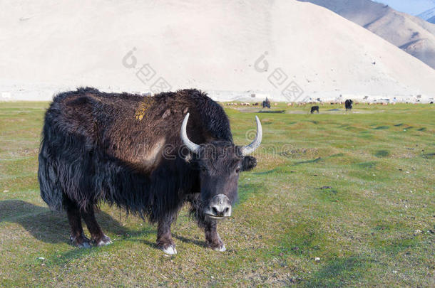 新疆,中国-一ux.可以202015:牦牛在卡拉库耳大尾绵羊湖.一f一mousl一n