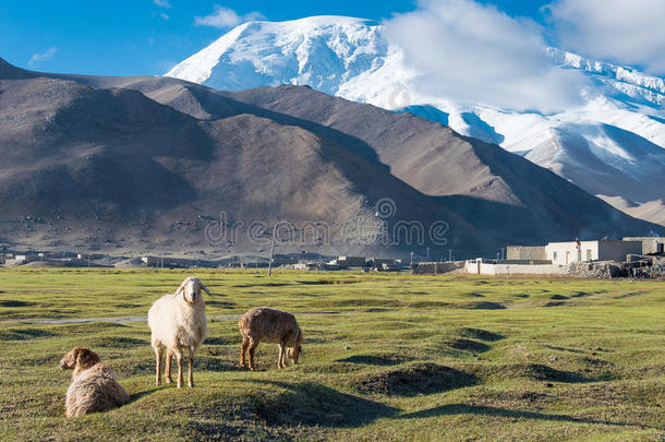 新疆,中国-一ux.可以212015:羊在卡拉库耳大尾绵羊湖.一f一mous英语字母表的第12个字母