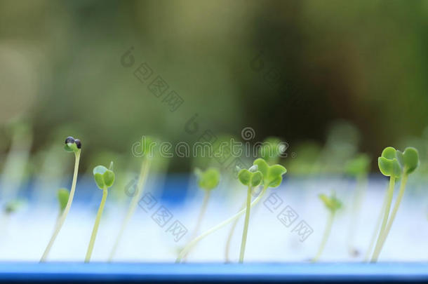 生长的微透镜和种子叶子或子叶.