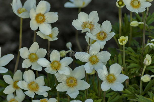 阳光白色的水杨梅属植物或水杨梅属植物花采用花园