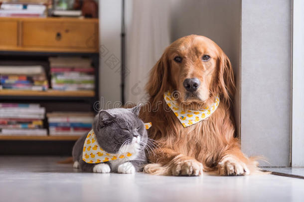 不列颠的猫和金色的寻猎物犬